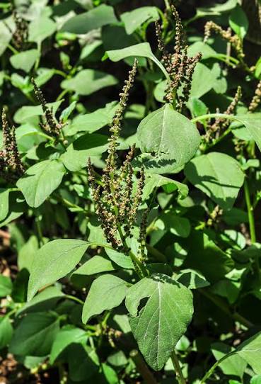 Amaranthus virdis